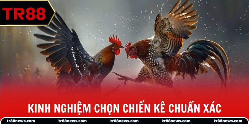 Kinh nghiệm chọn chiến kê chuẩn xác